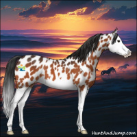 Horse Color:Bay Splash Appaloosa
