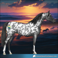 Horse Color:Blue Roan Near Leopard Rabicano 