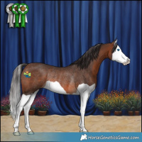 Horse Color:Brown Splash Rabicano