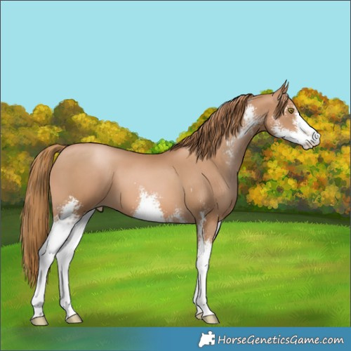 Horse Color:Chestnut Pearl Sabino 