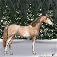 Horse Color:White Spotted Bay Pearl 