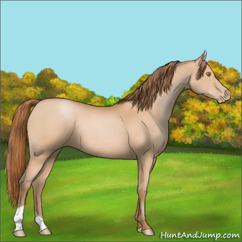 Horse Color:Bay Pearl 