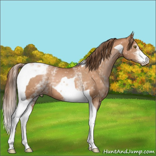 Horse Color:White Spotted Brown Pearl Tobiano 