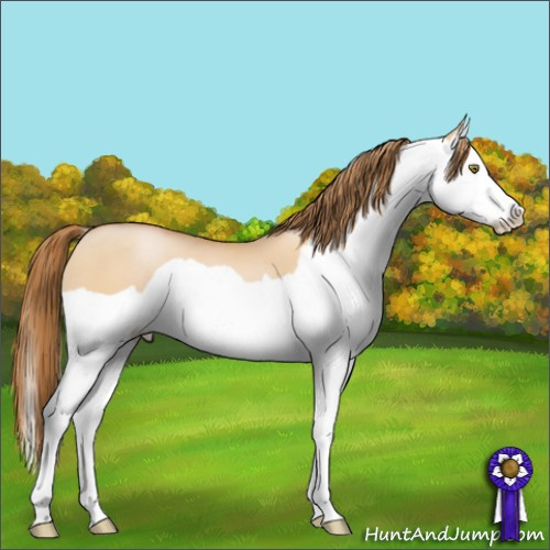 Horse Color:Bay Pearl Dun Splash 