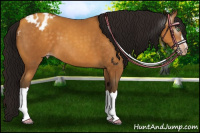 Horse Color:Gray Sable Cream Champagne Appaloosa 