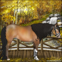 Horse Color:Gray Amber Champagne