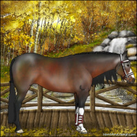 Horse Color:Gray Brown 