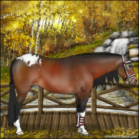 Horse Color:Gray Bay Appaloosa