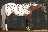 Horse Color:Gray Silver Buckskin Near Leopard 