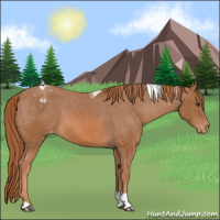 Horse Color:Chestnut Tobiano Varnish 