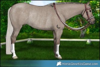 Horse Color:Silver Grullo Rabicano 