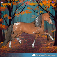 Horse Color:White Spotted Bay Tobiano Rabicano 