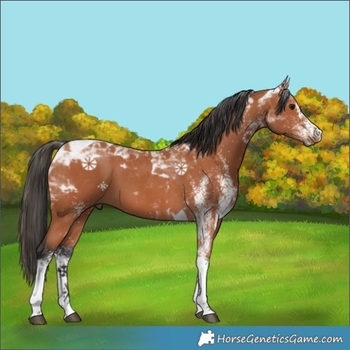Horse Color:White Spotted Bay Tobiano 