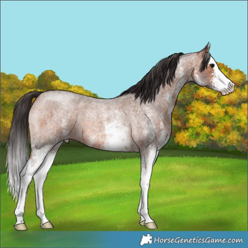 Horse Color:White Spotted Bay Roan Splash 