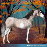 Horse Color:White Spotted Bay Roan Splash 