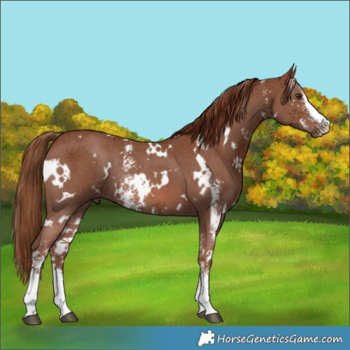 Horse Color:White Spotted Chestnut Sabino Rabicano 