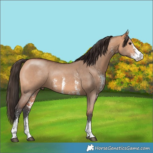 Horse Color:Bay Dun Sabino 