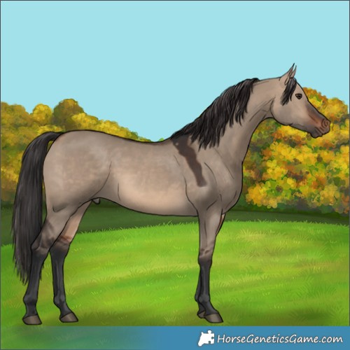 Horse Color:Brown Dun 