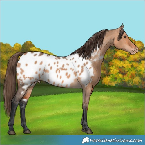 Horse Color:Bay Dun Appaloosa 