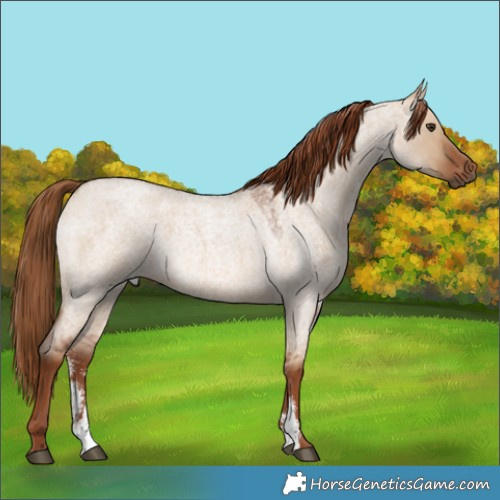 Horse Color:Red Dun Roan Sabino 