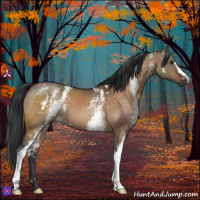 Horse Color:White Spotted Brown Dun 