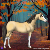 Horse Color:Buckskin Dun Splash 
