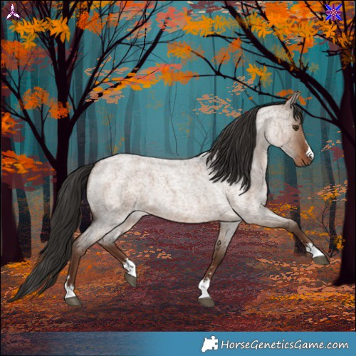 Horse Color:Liver Red Dun Roan 