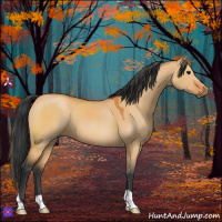 Horse Color:Bay Dun 