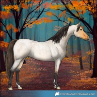 Horse Color:Buckskin Roan Dun 