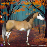 Horse Color:Buckskin Roan Splash