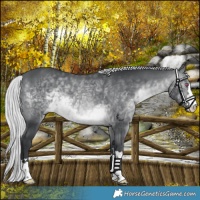 Horse Color:Silver Brown Chinchilla 