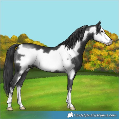 Horse Color:Black Frame 