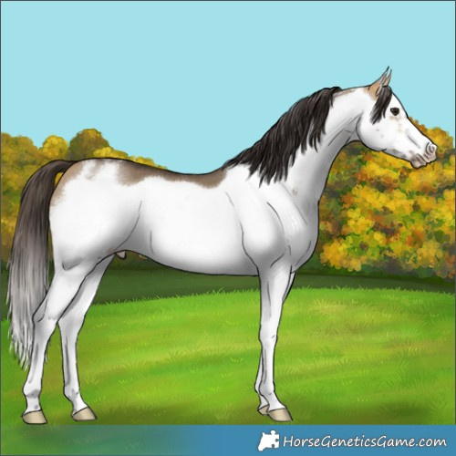 Horse Color:White Spotted Buckskin Dun Frame 