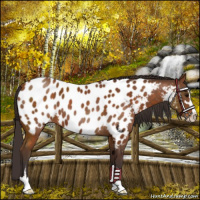 Horse Color:Buckskin Sabino Appaloosa