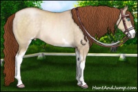 Horse Color:Buckskin Pearl Dun Sabino Rabicano