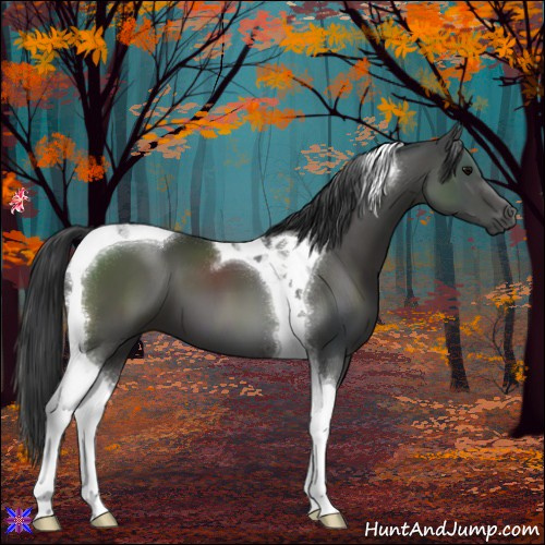 Horse Color:Black Tobiano