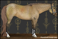 Horse Color:Chocolate Palomino Dun 