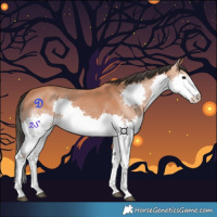 Horse Color:Bay Splash 