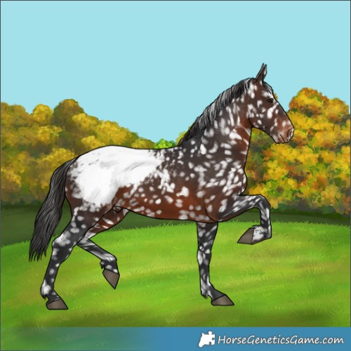 Horse Color:Brown Appaloosa 