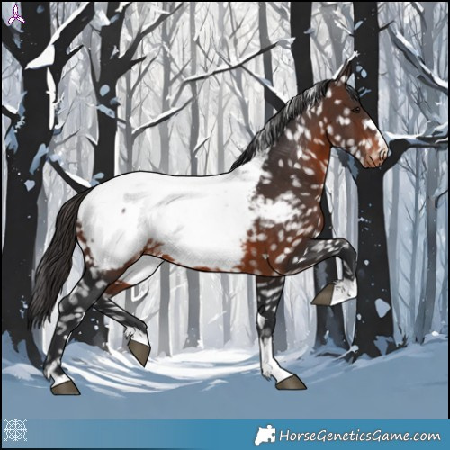 Horse Color:Brown Appaloosa 