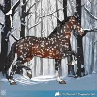 Horse Color:Brown Appaloosa 