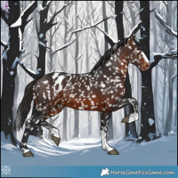 Horse Color:Brown Appaloosa 