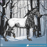 Horse Color:Black Appaloosa 