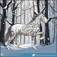 Horse Color:Brown Appaloosa 