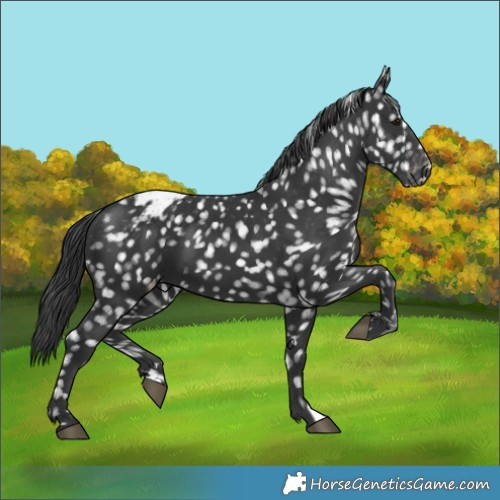 Horse Color:Black Appaloosa 