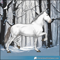 Horse Color:Brown Dun Appaloosa