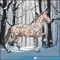 Horse Color:Bay Appaloosa