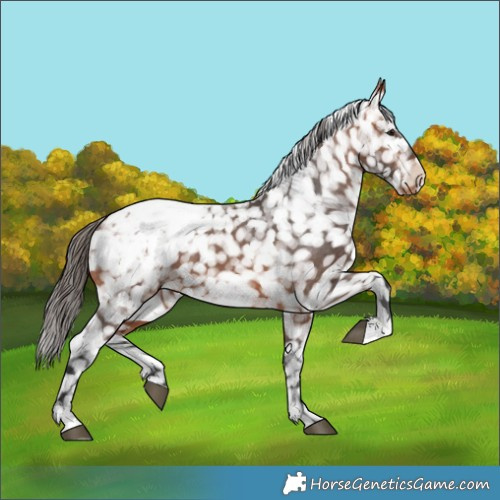 Horse Color:Bay Snowflake Varnish