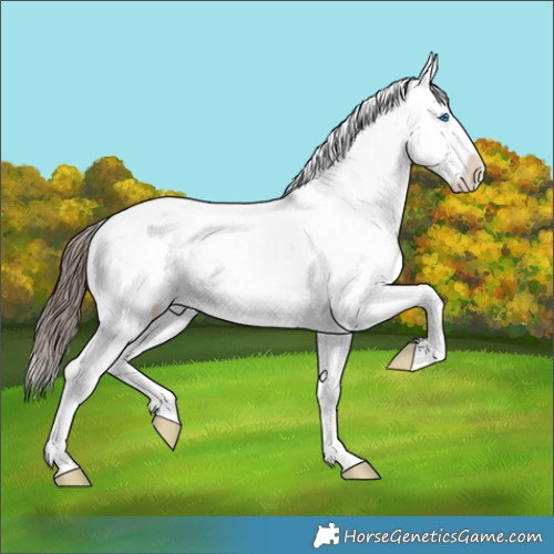 Horse Color:Brown Frame Appaloosa 