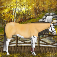 Horse Color:Buckskin Splash 